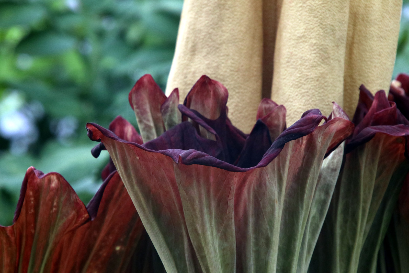 2018 02 06 CorpseFlower 2166